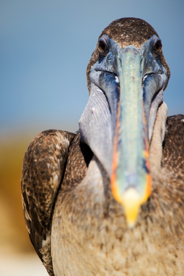 Brown Pelican (Pelecanus occidentalis)